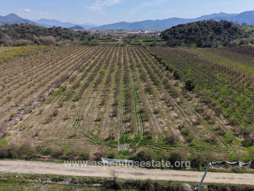 16.710 M² Granatapfelgarten Zum Verkauf Mit Seeblick In Eskiköy