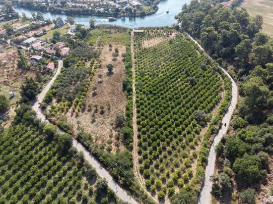 Im Köyceğiz Çandır Mahallesinde kanala sıfır 20.000m2 satılık Feld
