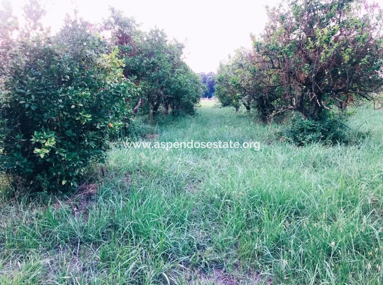 Archer In Die Bogenschützen Grundstück Zum Verkauf Zum Verkauf In Marmarli 1,500M2 Grundstück Zum Verkauf