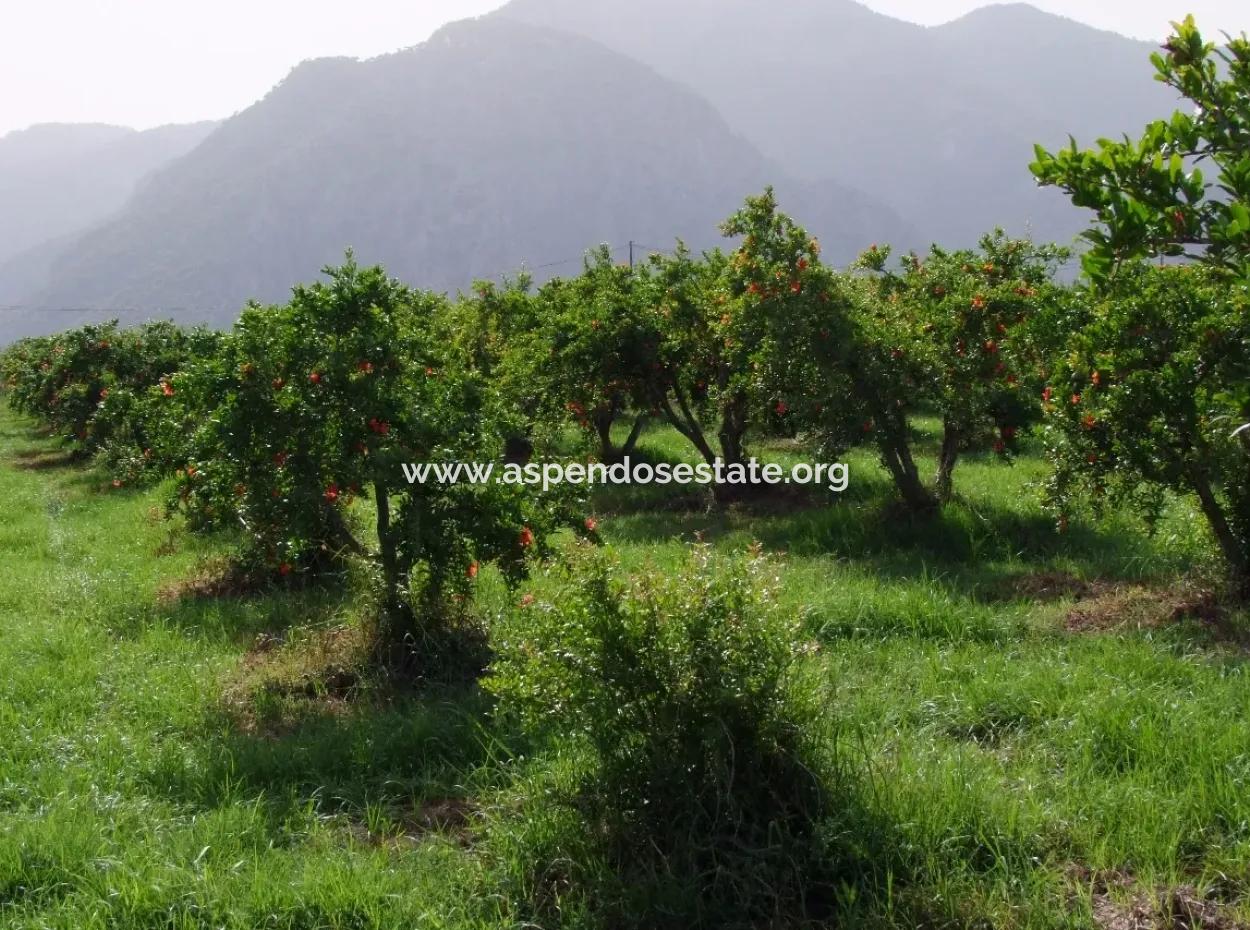 Merkez Dalyan Iztuzu See-Garten-Villa Zum Verkauf