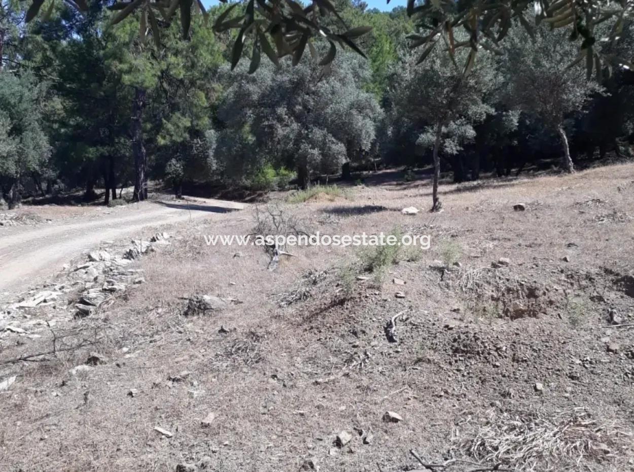 Dalyan Iztuzu In Der Dalyan Zum Verkauf Zum Verkauf In Der Candır 2367M2 2B