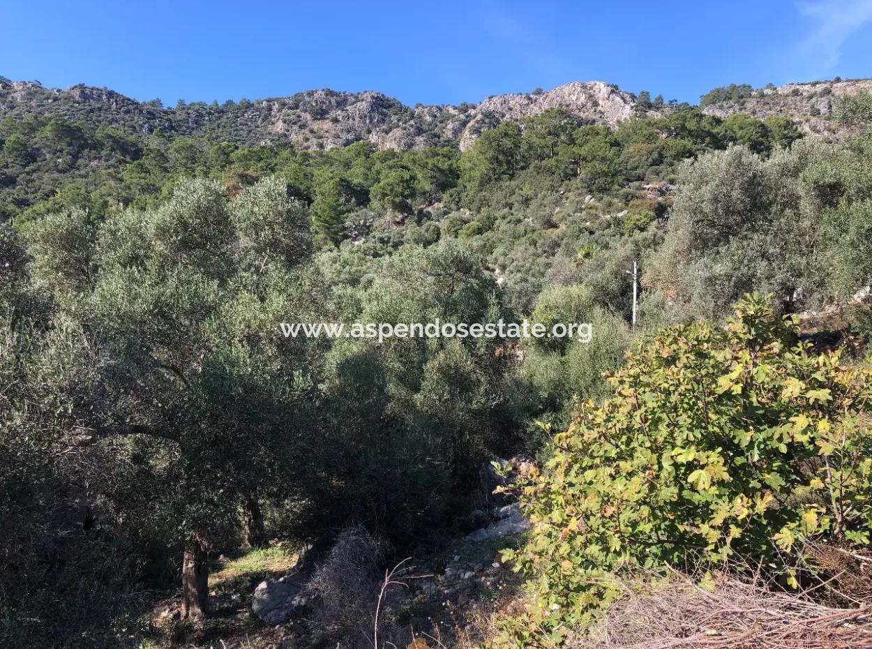 Grundstück Zum Verkauf Mit Meerblick Von Fevziye