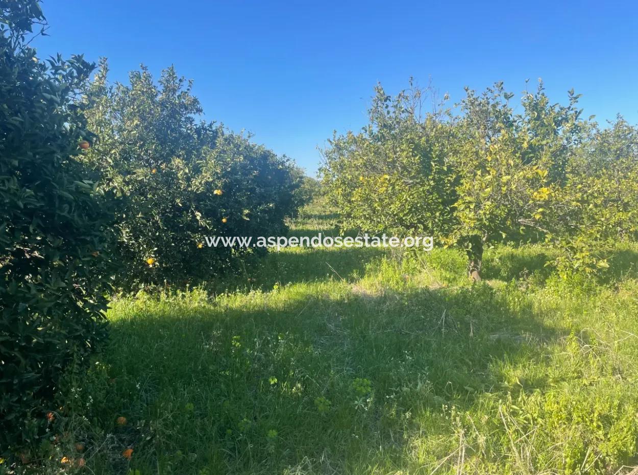 Dalyan Grundstück Zum Verkauf 5227M2 Grundstück Zum Verkauf