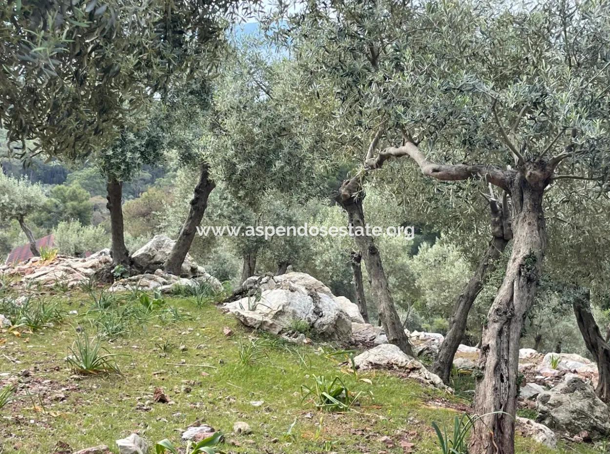 Olivenhaus Mit Meerblick In Ekincik Steht Zum Verkauf