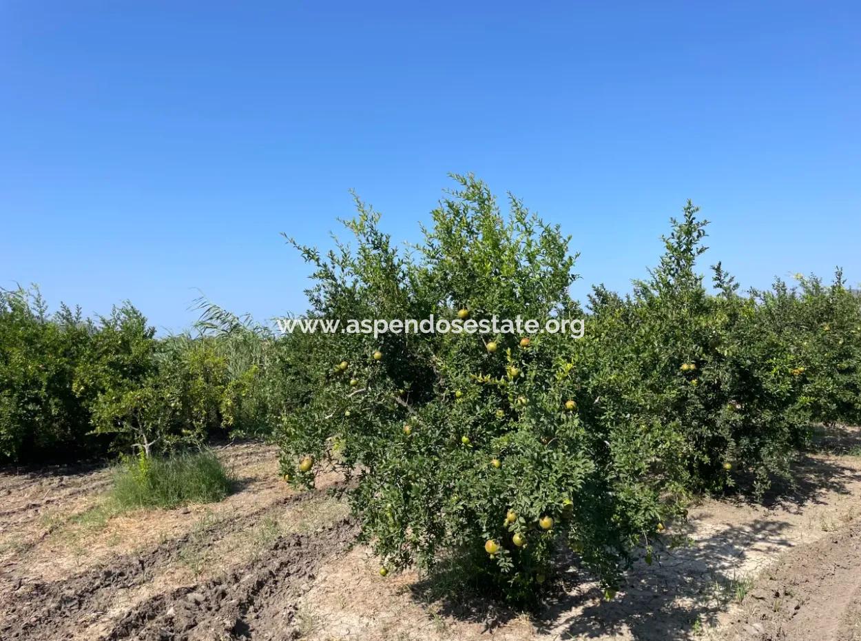 10.000 M2 Granatapfelgarten Zum Verkauf In Dalyan Arıkbaşı Und Gerendüzün