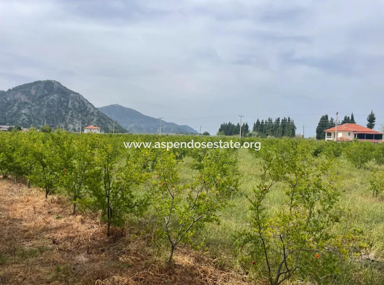 Feld Zu Verkaufen 6500M2 In Dalyan