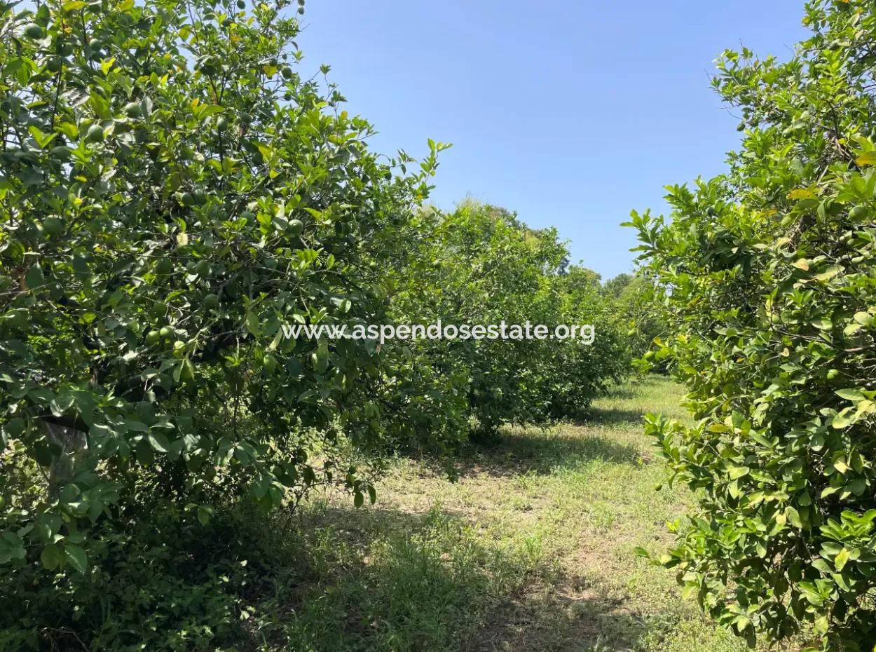 10.000M2 Grundstück Zum Verkauf Im Bebauten Gebiet Des Dorfes In Okçular