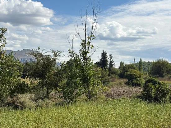 10.500 M2 Zum Verkauf Feld In Köyceğiz Zeytinalanı