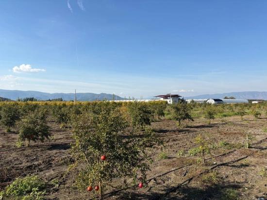 21500 M² Großer Granatapfelgarten In Eskiköy Zu Verkaufen