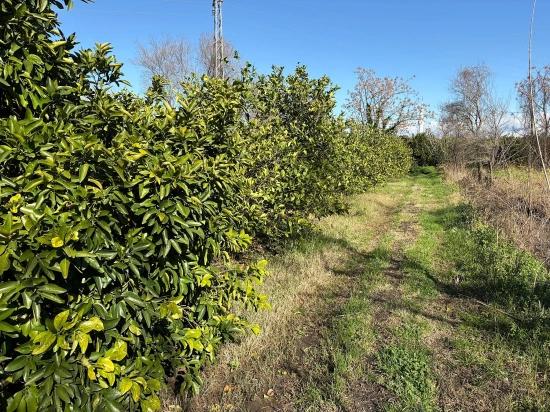 Zitronenhain In Dalyan Zu Verkaufen, 16.500 M²