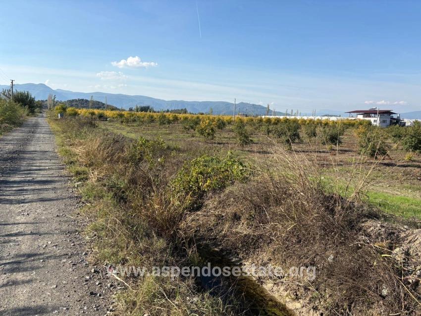 21500m2 Pomegranate Garden For Sale In Eskiköy