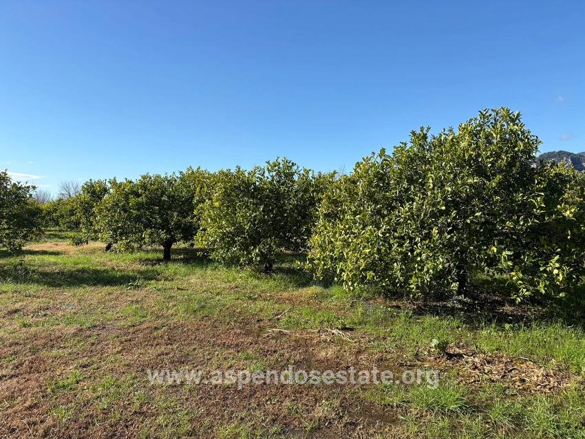 Lemon Orchard For Sale In Dalyan, 16,500 M²