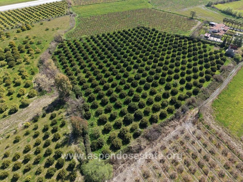 17.550m2 Vineyard-bahce For Sale Close To Dalyan Center