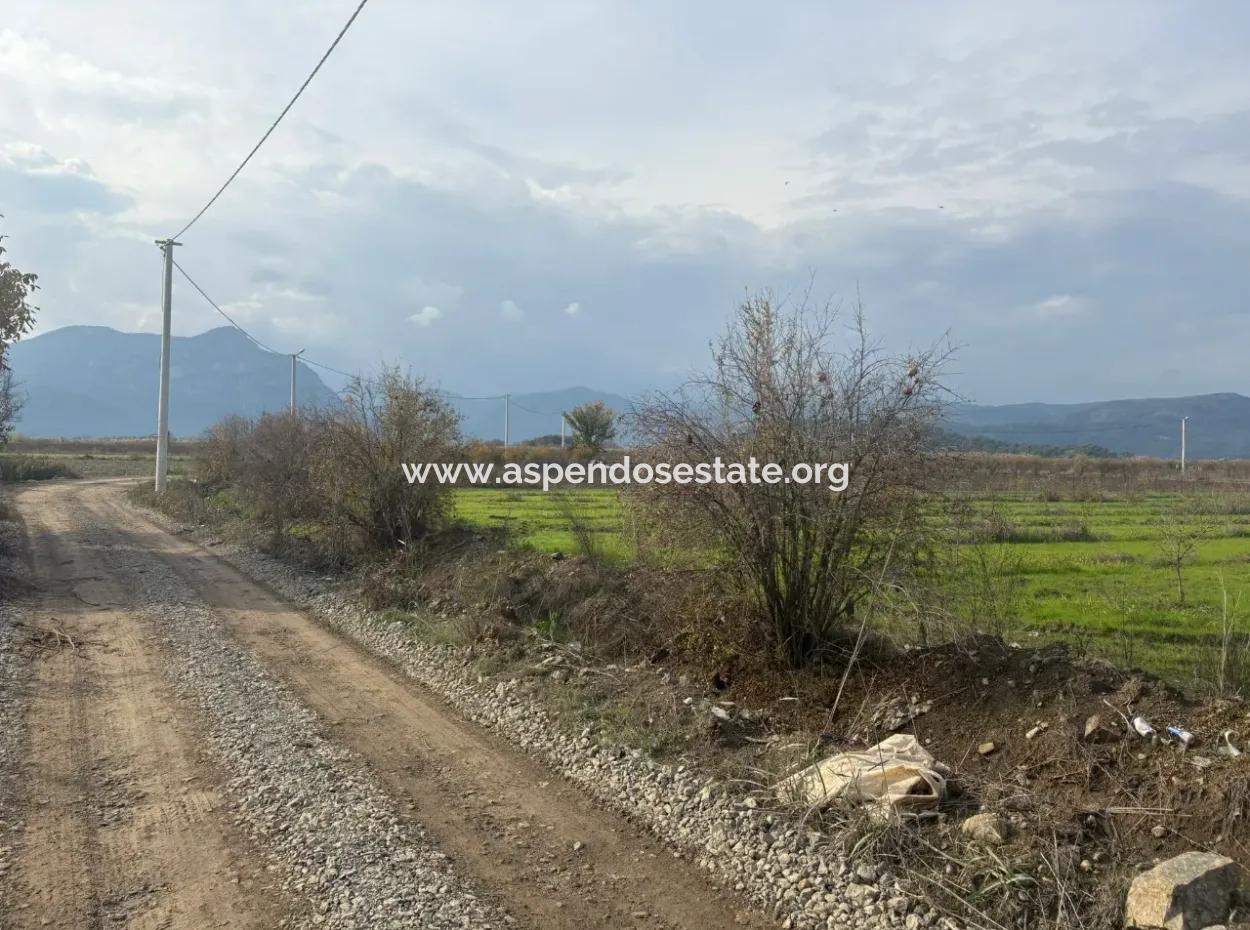 Single Title Deed 5617M2 Lemon Orchard For Sale In Tepearası