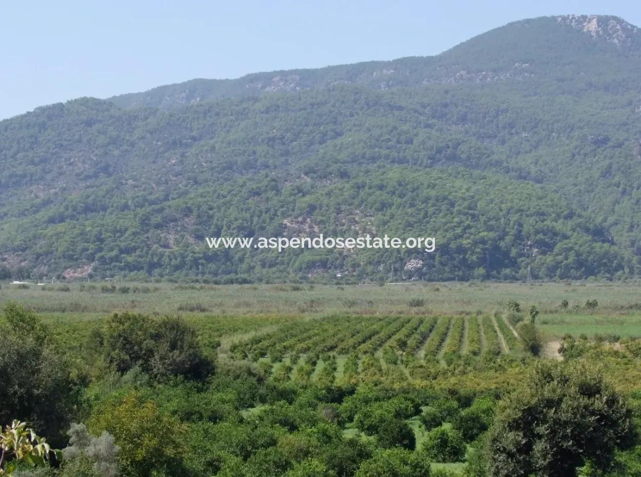 For Sale Farm For Sale In Dalyan 73410M2