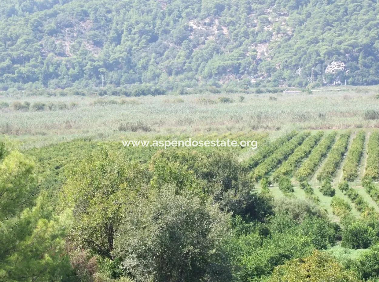 For Sale Farm For Sale In Dalyan 73410M2