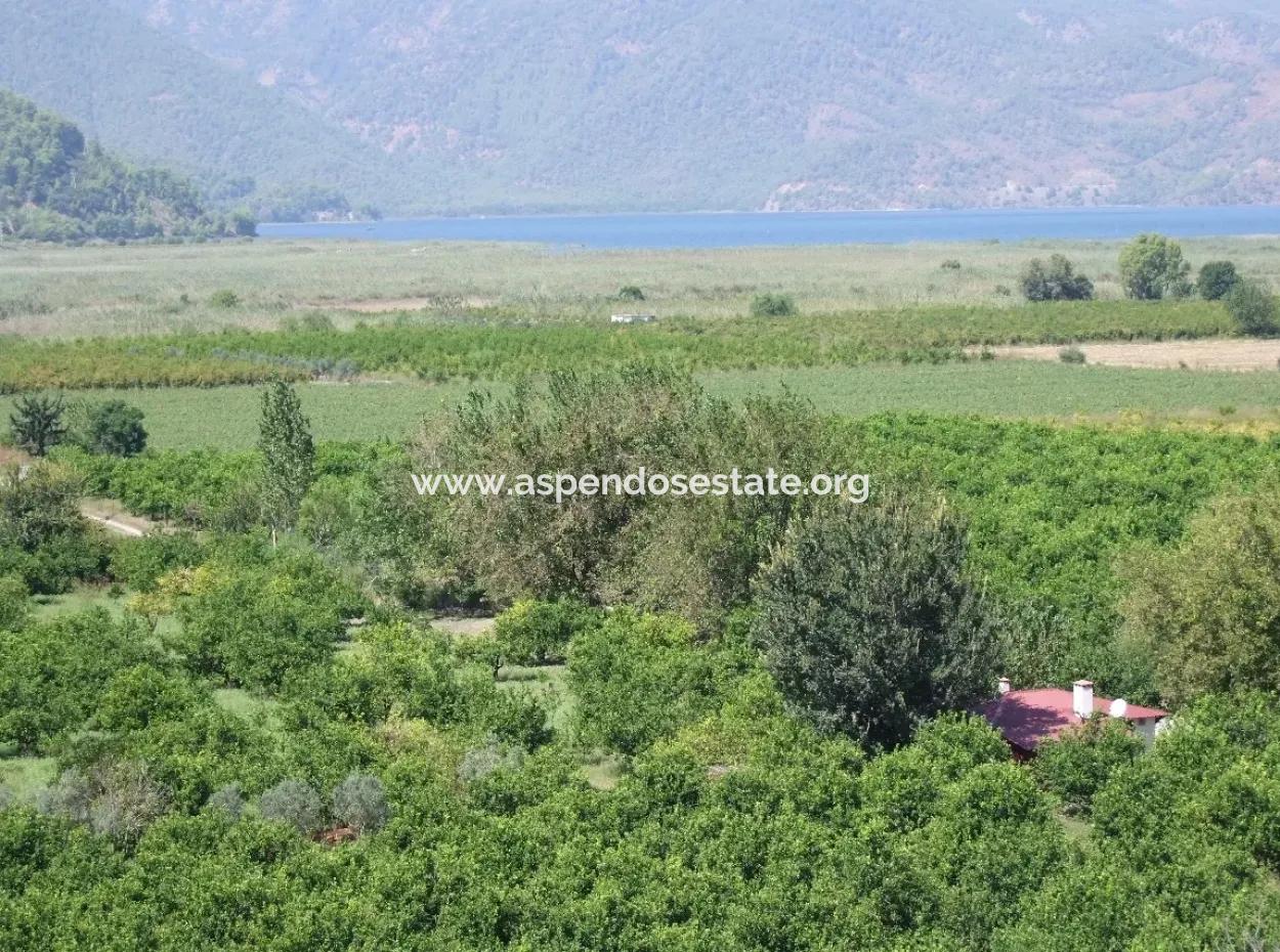 For Sale Farm For Sale In Dalyan 73410M2