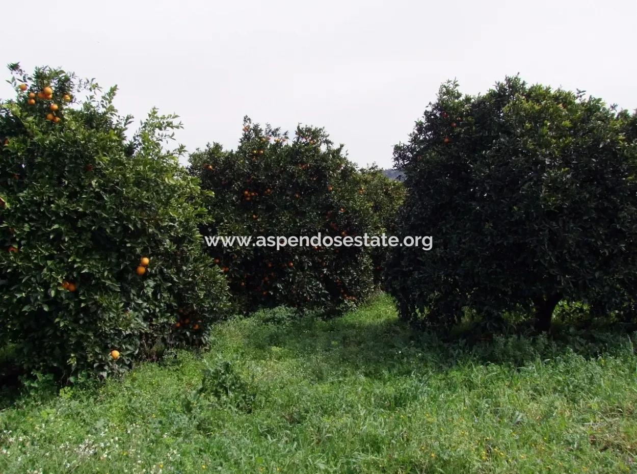 For Sale In Orange Grove 24,000M2 For Sale Near The Sea Garden For Sale Bargain