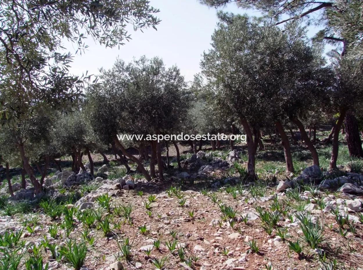 Çandır 5367M2 Farm Land For Sale Sea Views