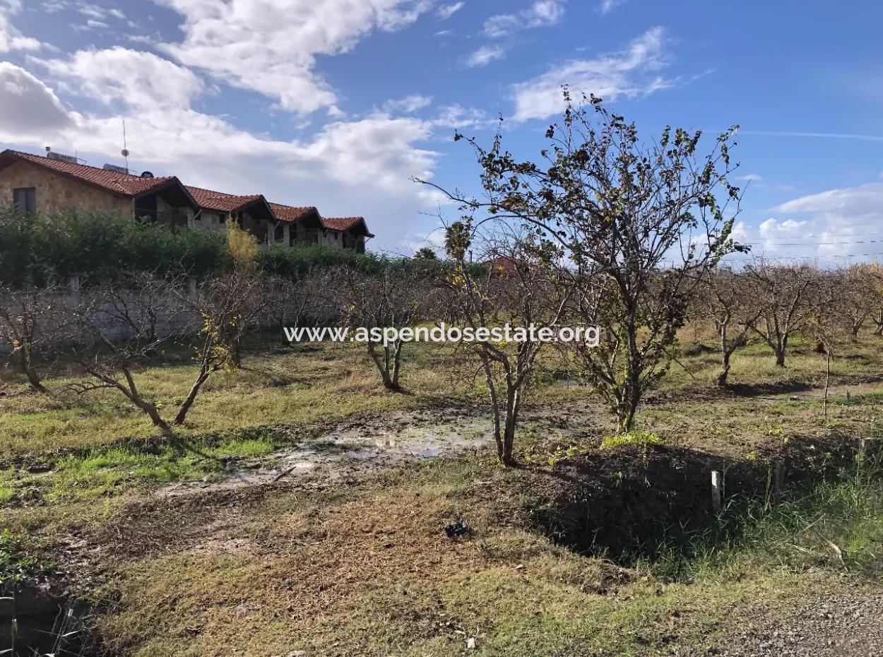 Land For Sale In Dalyan Istuzu Yollu On 24,000M2 Pomegranate Garden For Sale