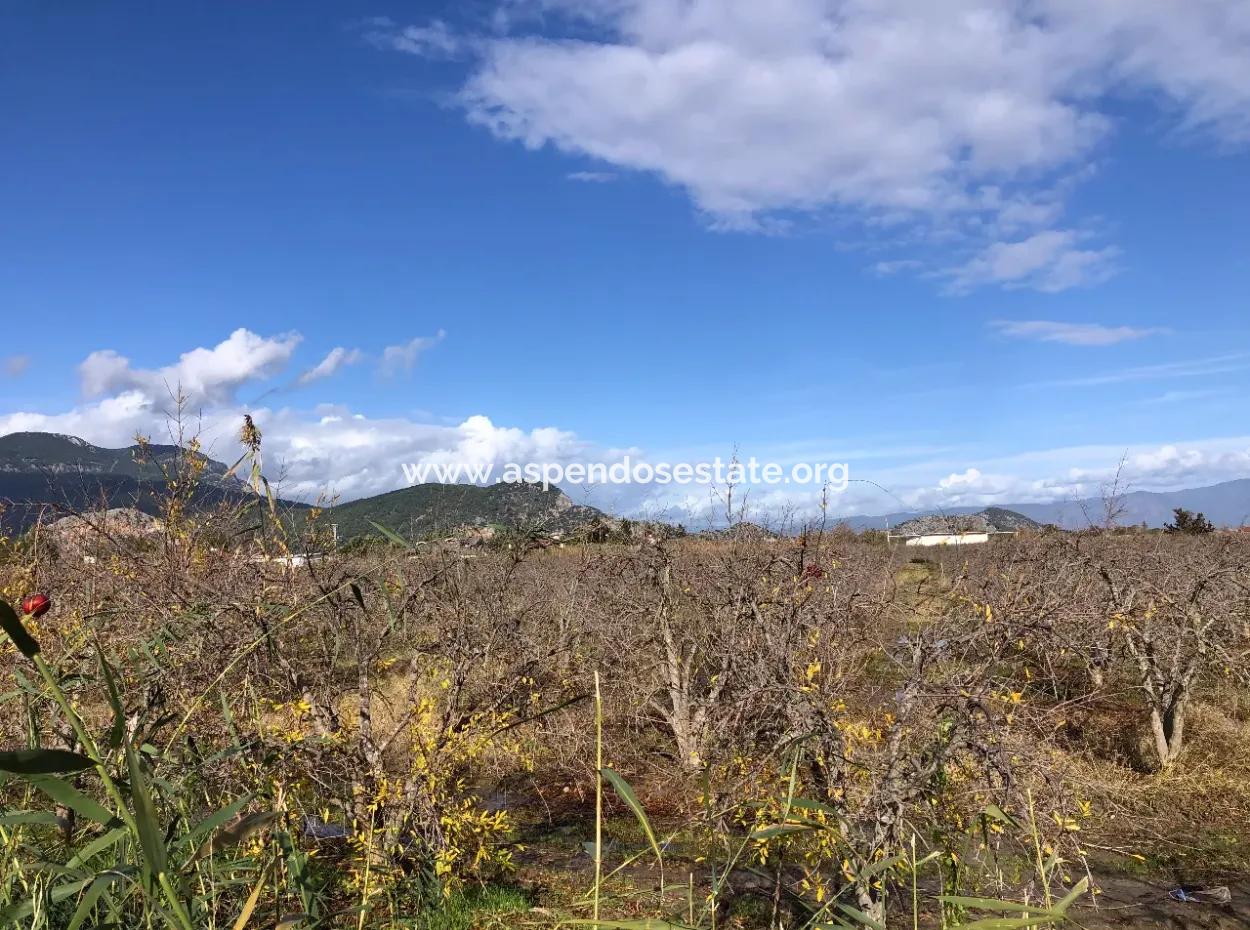 Land For Sale In Dalyan Istuzu Yollu On 24,000M2 Pomegranate Garden For Sale