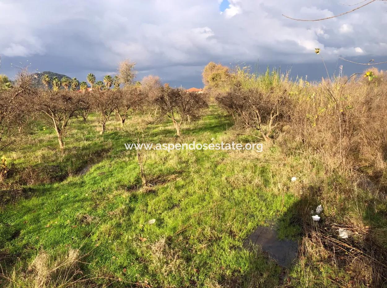 Dalyan Land For Sale Near The Center 3000M2 5% Zoning Land For Sale