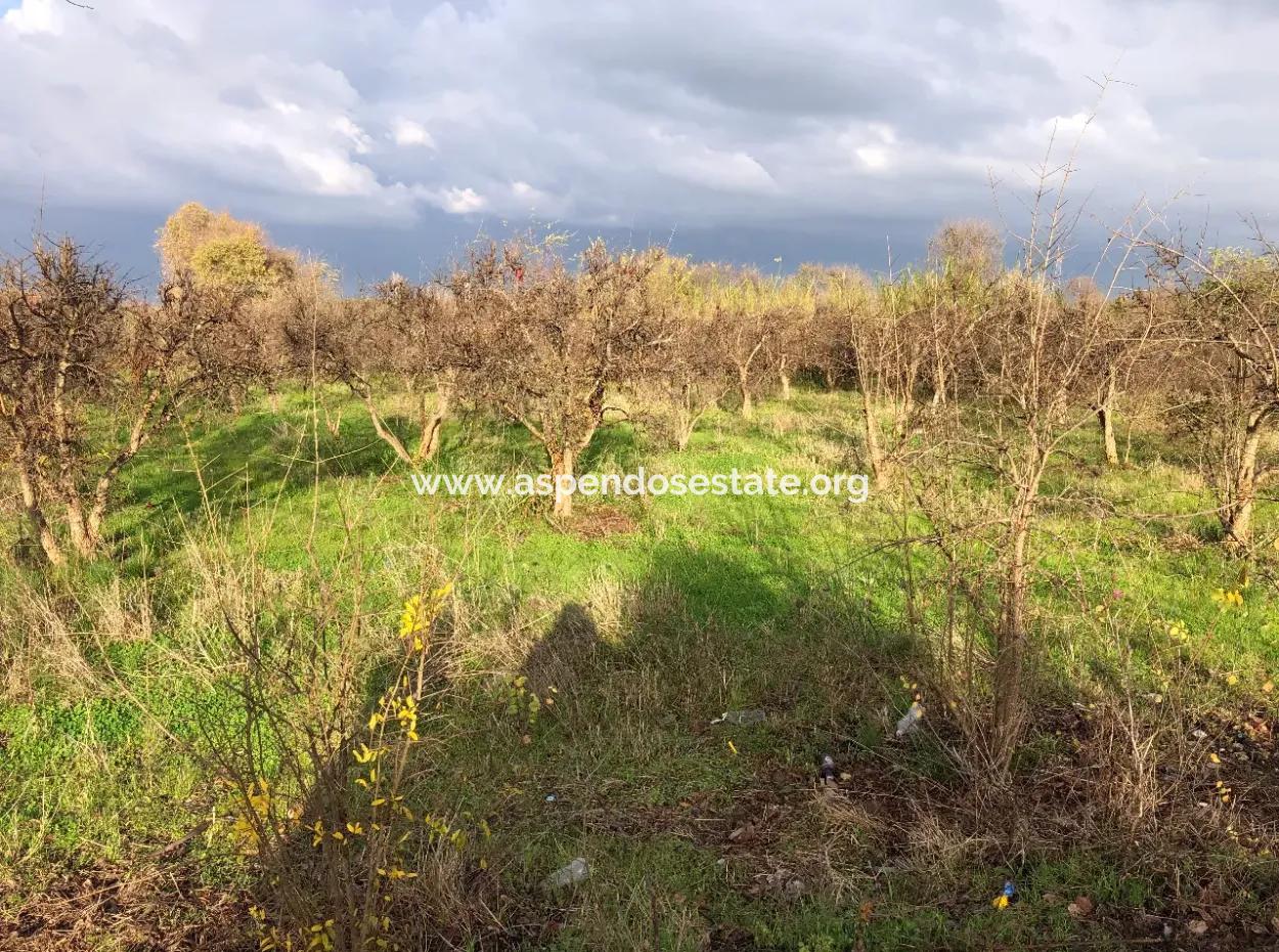 Dalyan Land For Sale Near The Center 3000M2 5% Zoning Land For Sale