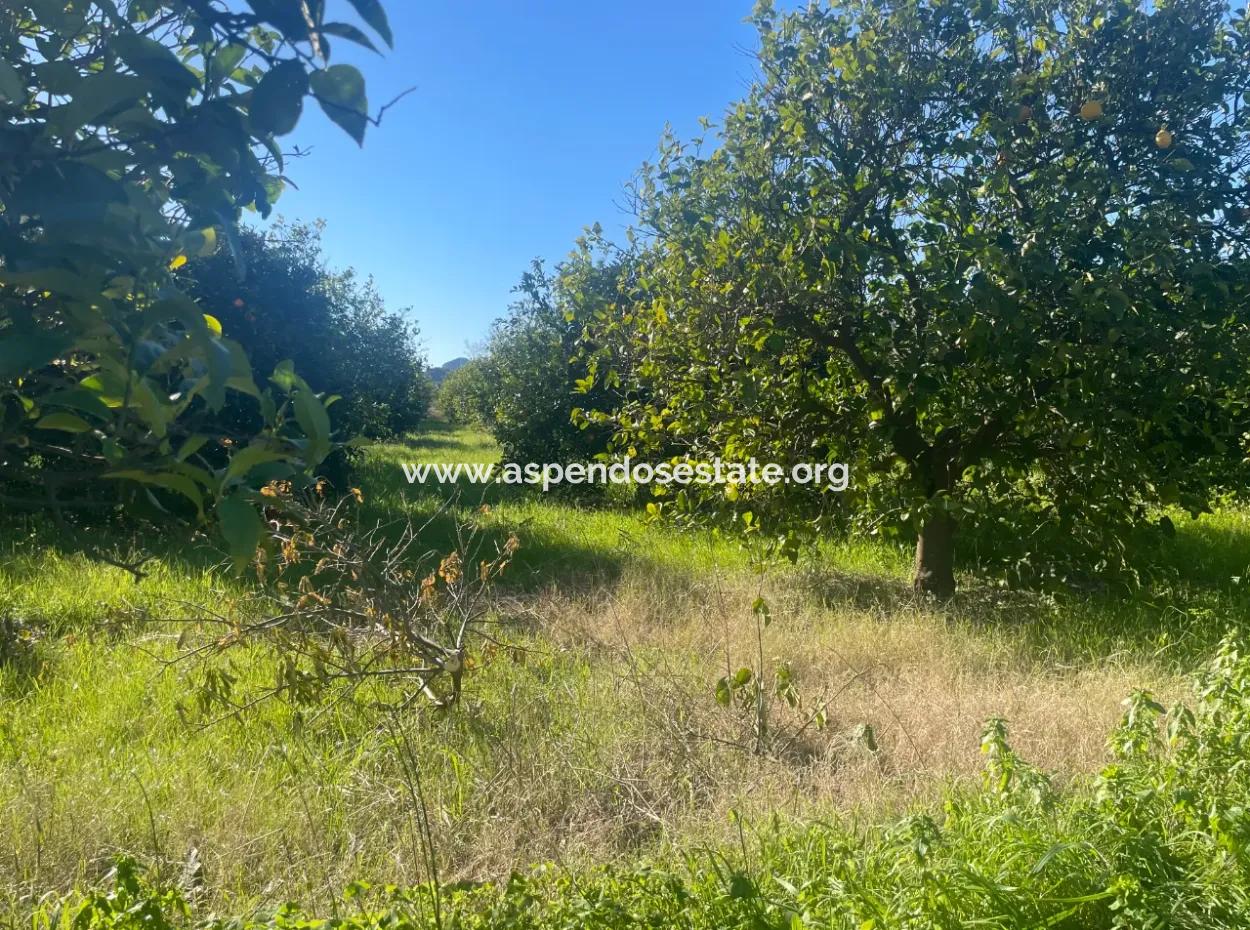 Dalyan Land For Sale 5227M2 Land For Sale