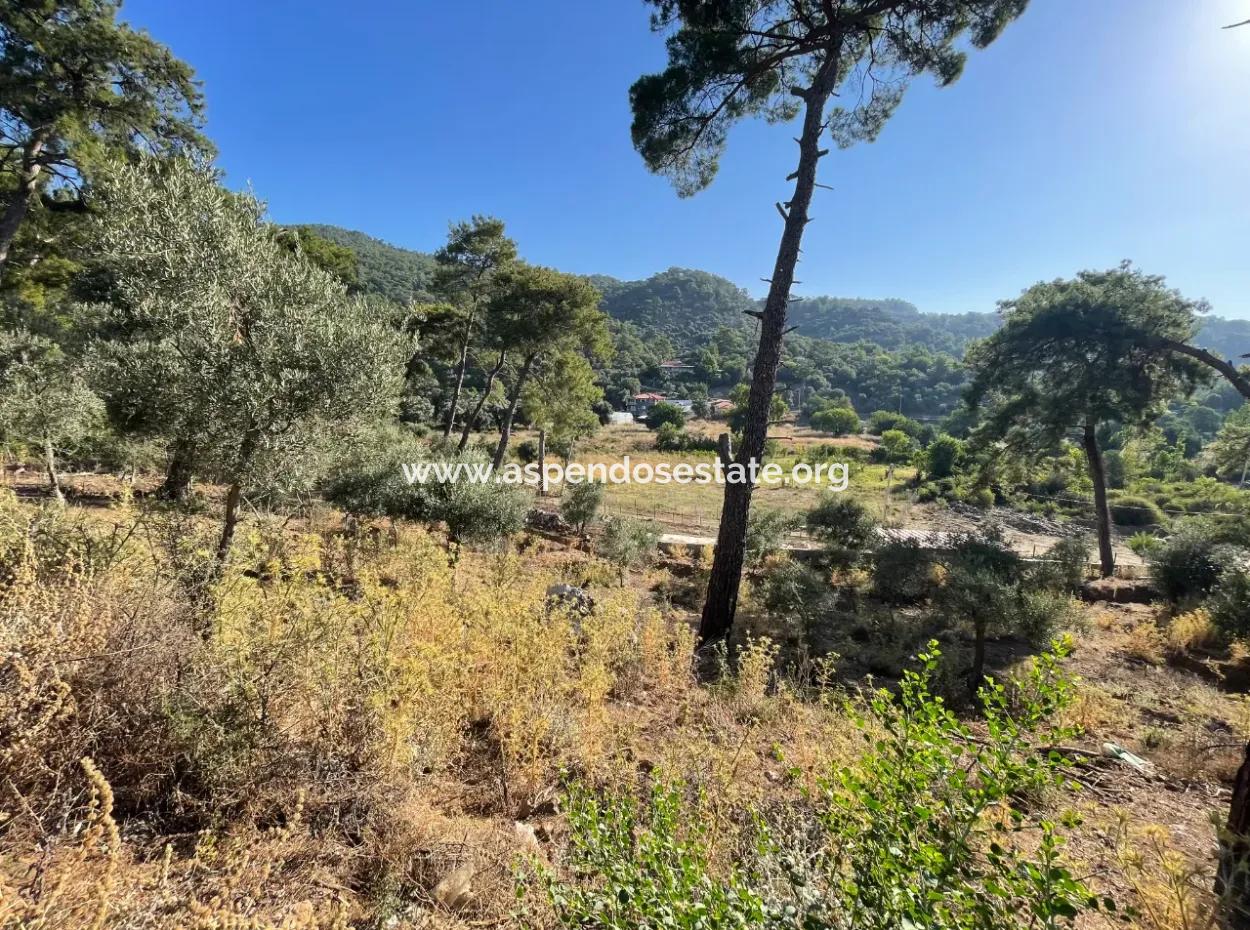 1,320M2 Field For Sale In Çandır Center By The Forest