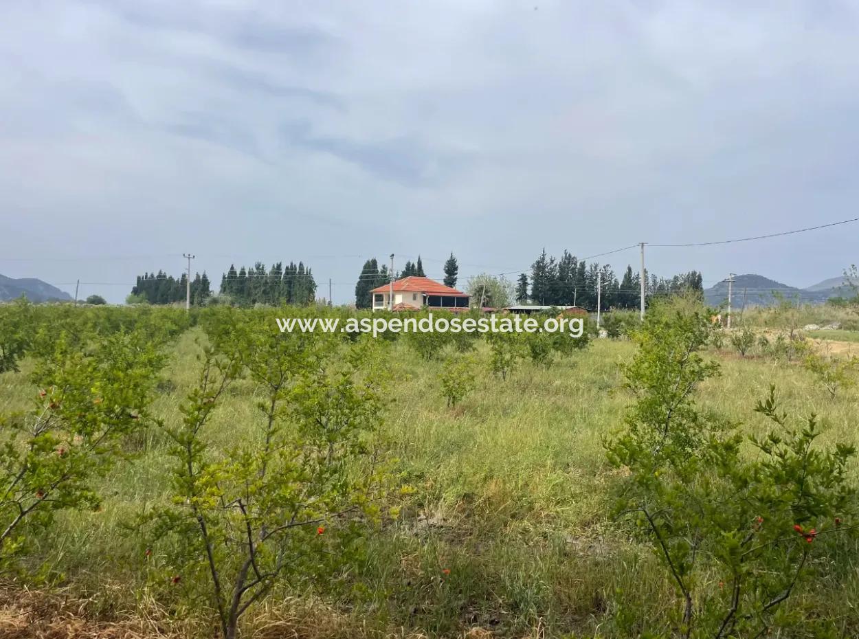 Field For Sale 6500M2 In Dalyan