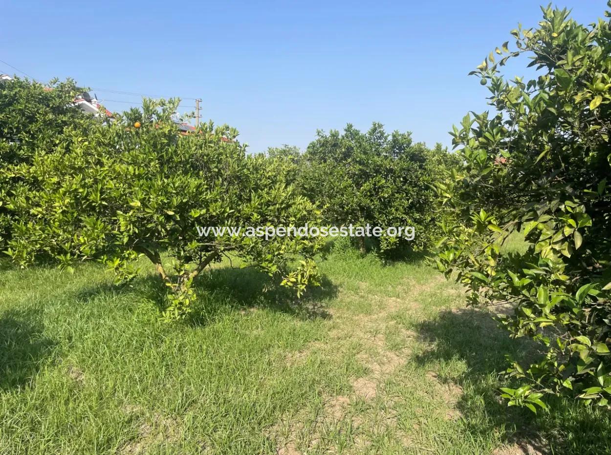 Land For Sale In Gulpinar, Dalyan 722M2