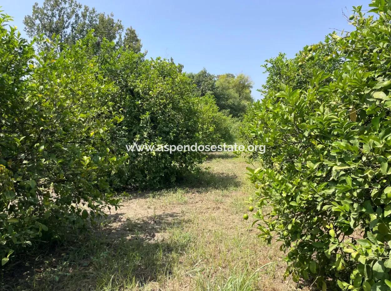 10.000M2 Land For Sale In The Village Built-Up Area In Okçular