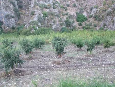 Plot For Sale In Pomegranate Garden For Sale In Oriya Mergenli Mergenli