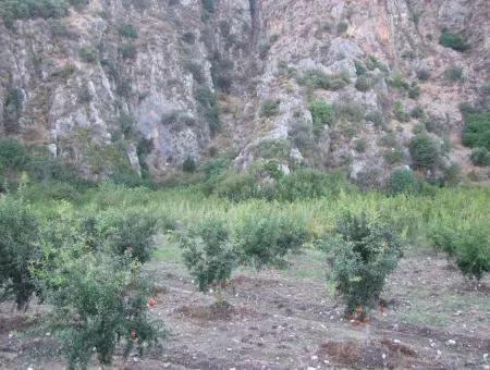 Plot For Sale In Pomegranate Garden For Sale In Oriya Mergenli Mergenli