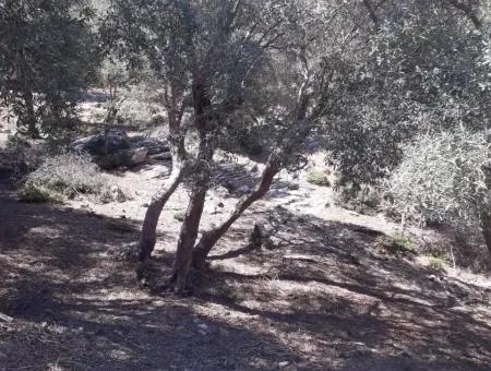 Dalyan Iztuzu In Dalyan For Sale For Sale In Candır 2367M2 2B