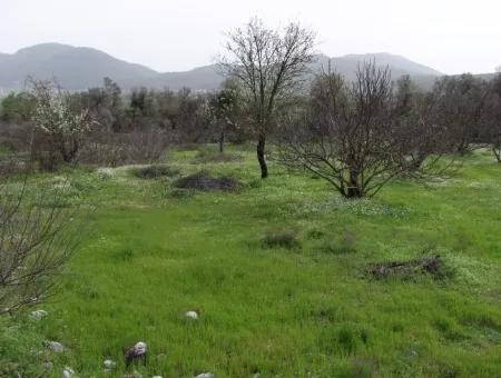 In Incirkoy Uzumlu Fethiye Plot For Sale Farm For Sale In Incirkoy