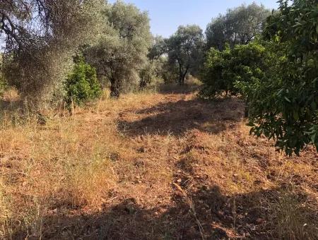 Land Field For Sale In Köyceğinz Yangi 9406M2 Land For Sale