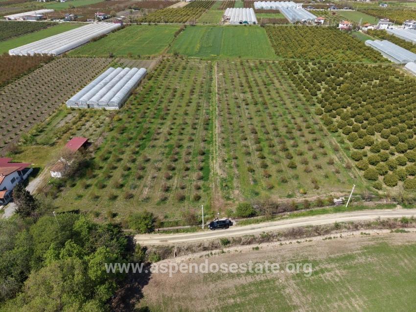 Гранатовый Сад Площадью 16 000 М² Продается В Эскикёе.