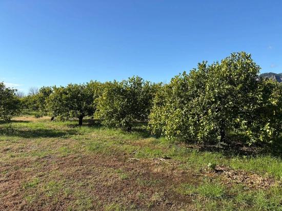 Продается Лимонный Сад В Даляне, 16 500 М².
