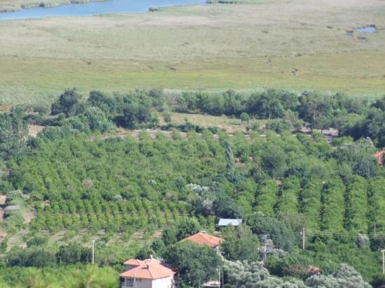 Продается Земельный Участок Площадью 19 334 М² В Чандыре, Кёйджегиз.