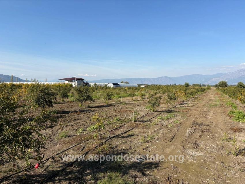 Eskiköy'de 21500m2 Satılık Nar Bahçesi