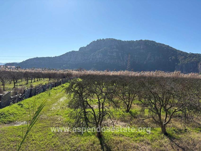 Dalyan'da Bağ Bahçe Olarak 5985m2 %5 İmarlı Satılık Arsa