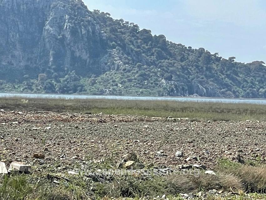 Dalyan İztuzu Plaj Yoluna Sıfır 19.600m2 Satılık Tarla