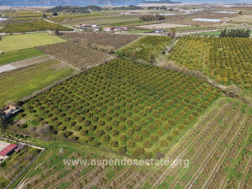 Dalyan Merkeze Yakın 17.550m2 Satılık Bağ-bahçe