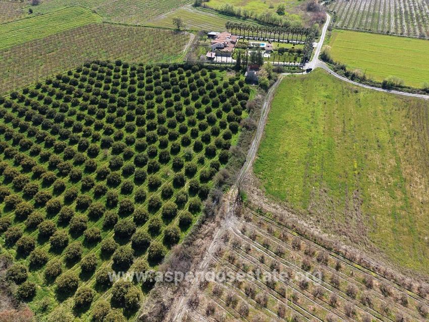 Dalyan Merkeze Yakın 17.550m2 Satılık Bağ-bahçe