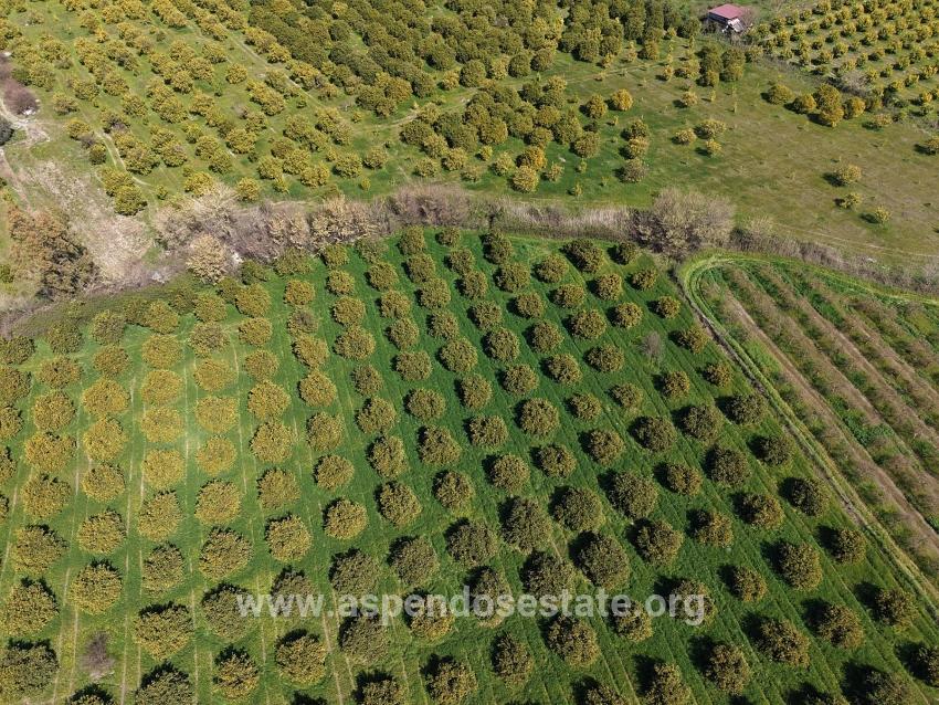 Dalyan Merkeze Yakın 17.550m2 Satılık Bağ-bahçe
