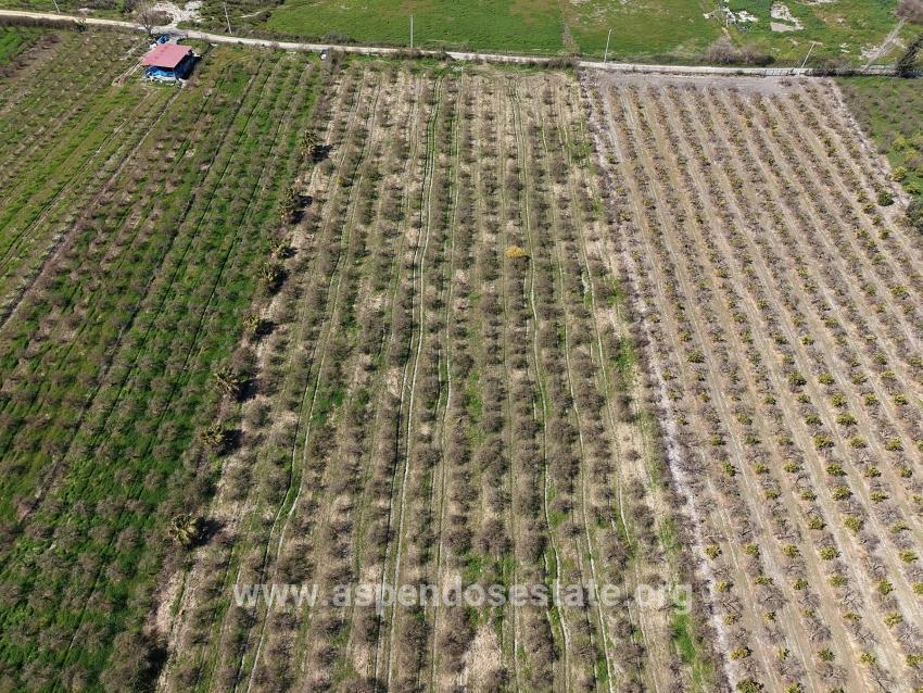 Eskiköy'de Göl Manzaralı 16.710m2 Satılık Nar Bahçesi