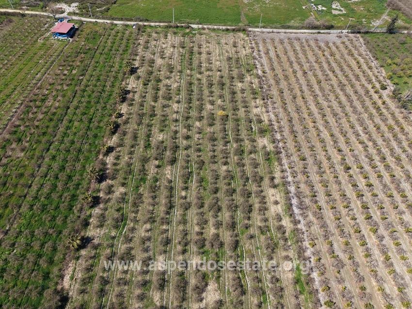 Eskiköy'de Göl Manzaralı 16.710m2 Satılık Nar Bahçesi