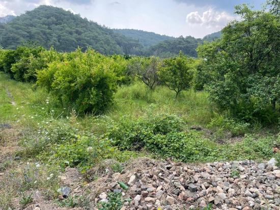 Gökbel'de İztuzu Plajı Yoluna Sıfır 7800m2 Satılık Arazi