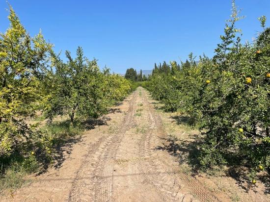 Dalyan Arıkbaşı Gerendüzü Mevkiinde 10,000m2 Satılık Nar Bahçesi